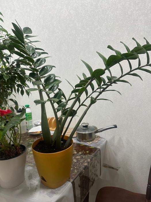 Комнатные цветы..