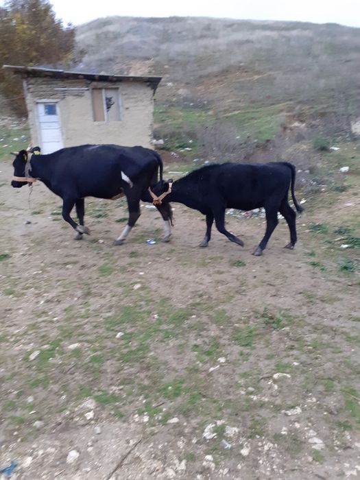 Vaca si vitica de vanzare