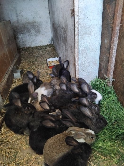 Iepurași metis U.G.