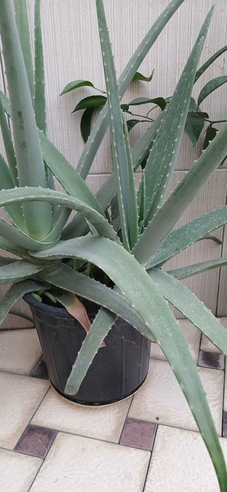 Продаются комнатные цветы алое и другие