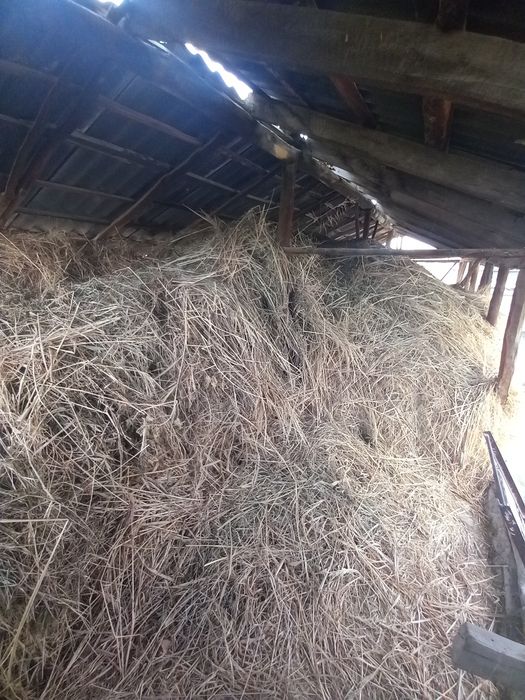 Прадаётса сена 2025 года