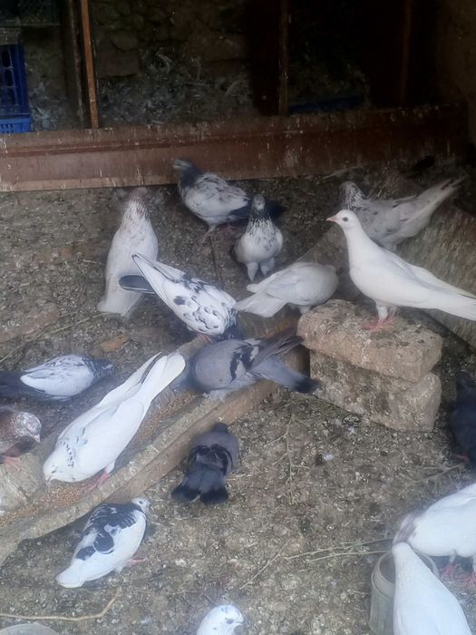 Бакинцы иранцы пакистан