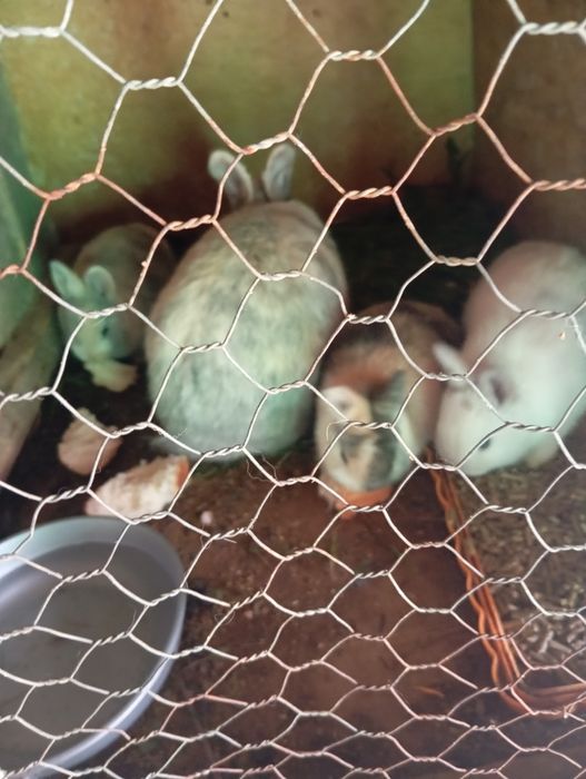 Vând iepuri de casa in judetul Iași