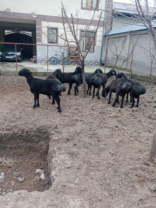 Qöchqorlar sotiladi