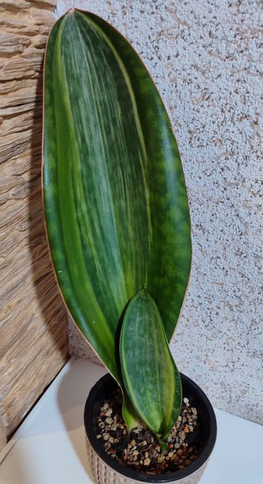 Сансивьерии разных сортов