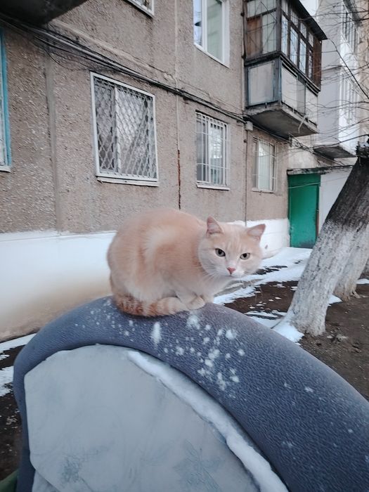 Отдам  кастрированного кота