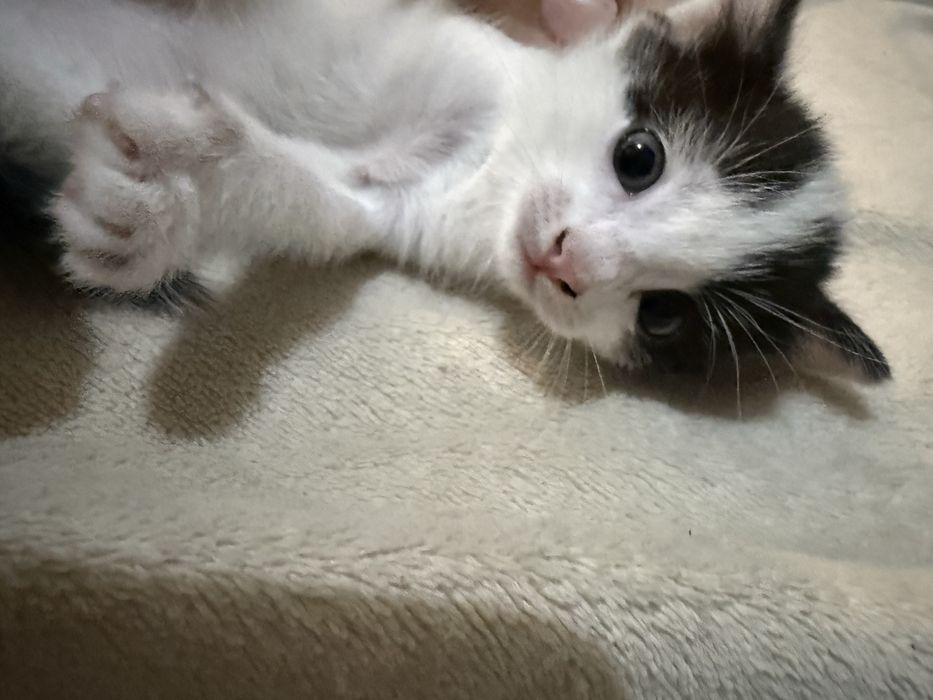 Котята отдам даром