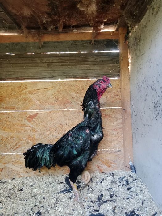 Продам дакан ???