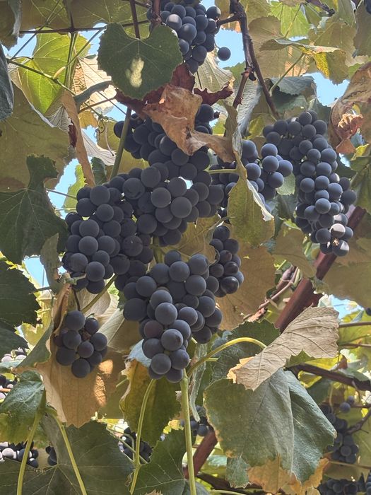 Vând struguri pentru vin