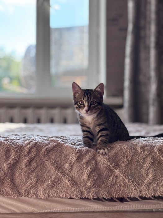 Ищем семью для котенка