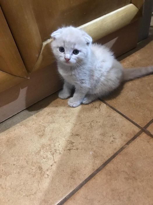 Котята в добрые руки!