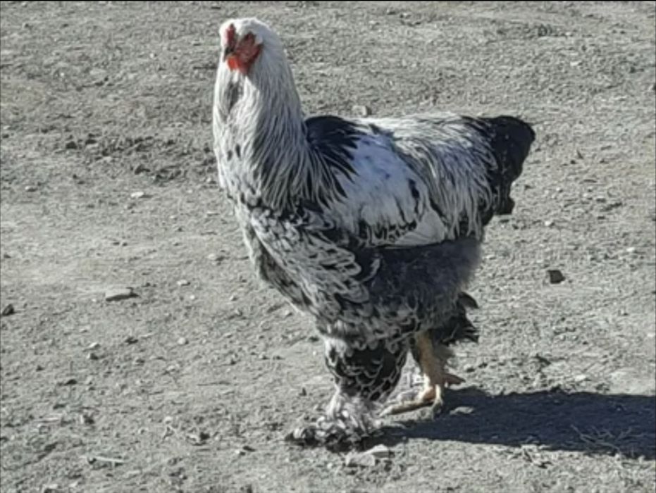 Срочно продается петух