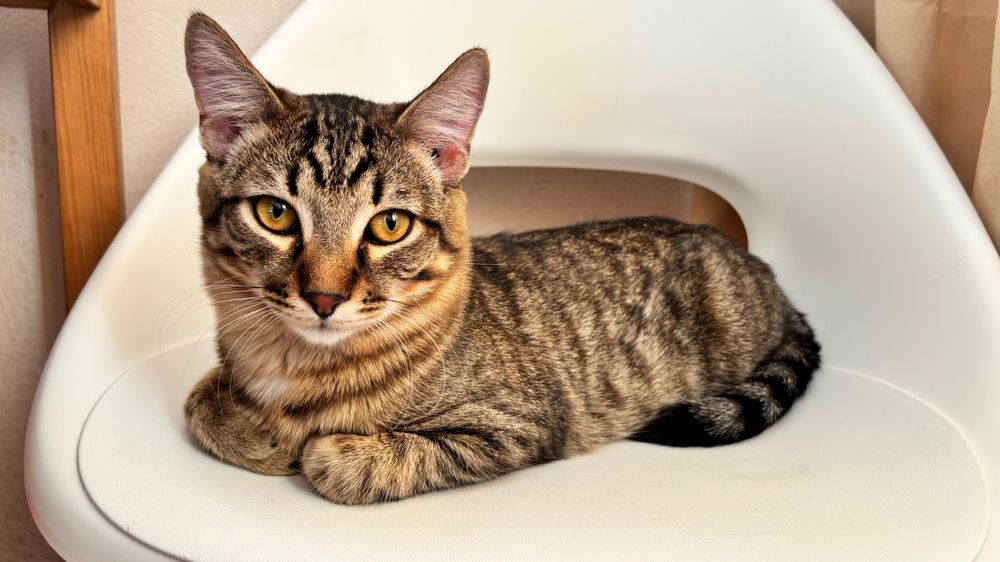 Молодой кот ищет свой дом