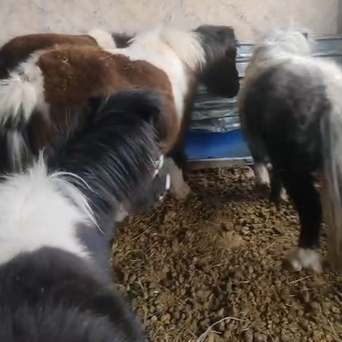 Продам пони и жеребца