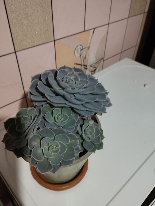 Каменная роза с детками