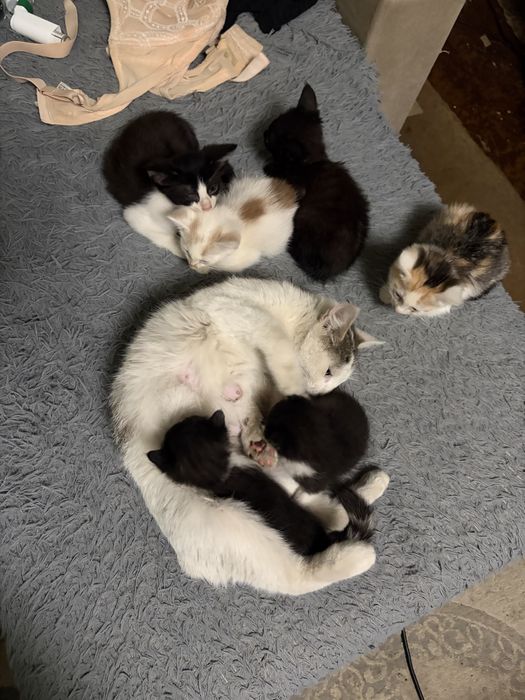 Котята в добрые руки