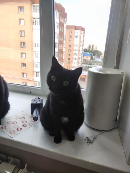 Отдам даром в хорошие руки