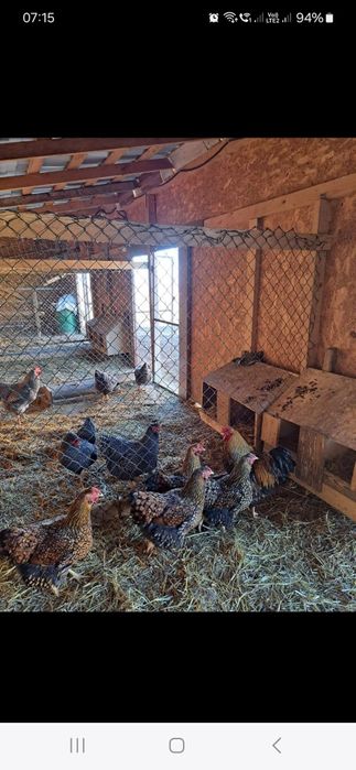 Vind ouă de găini de rasă Wiandotte GSG 10