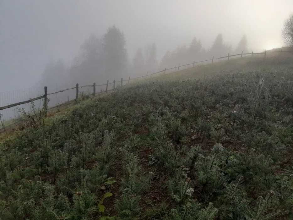 Pachete puieti 500buc. Brad balsamea infiintare Plantatie Pomi Craciun