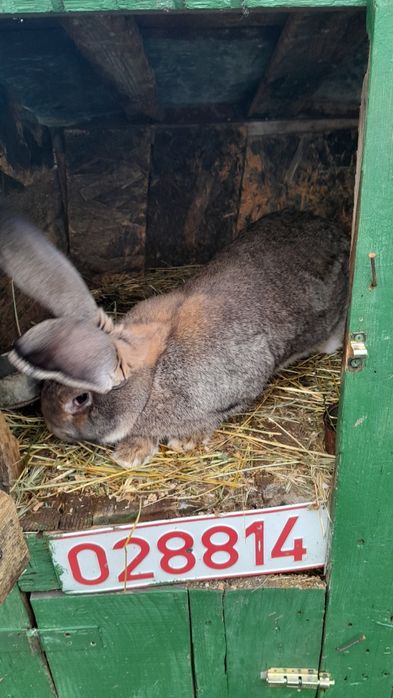 Iepuri de rase diferite