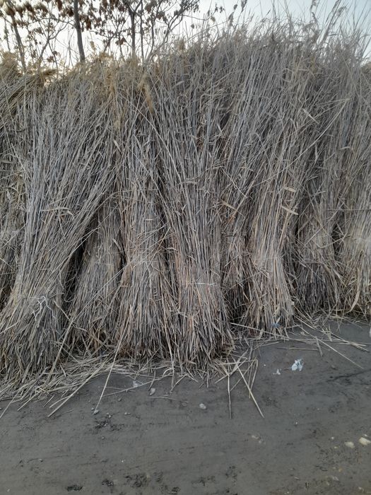 Qamish maxsulotlari