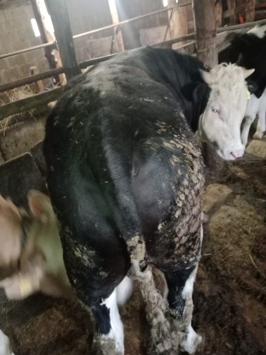 Бұқа тайынша сатылады