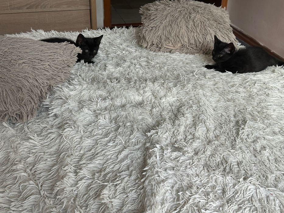 Подарявам малко коте