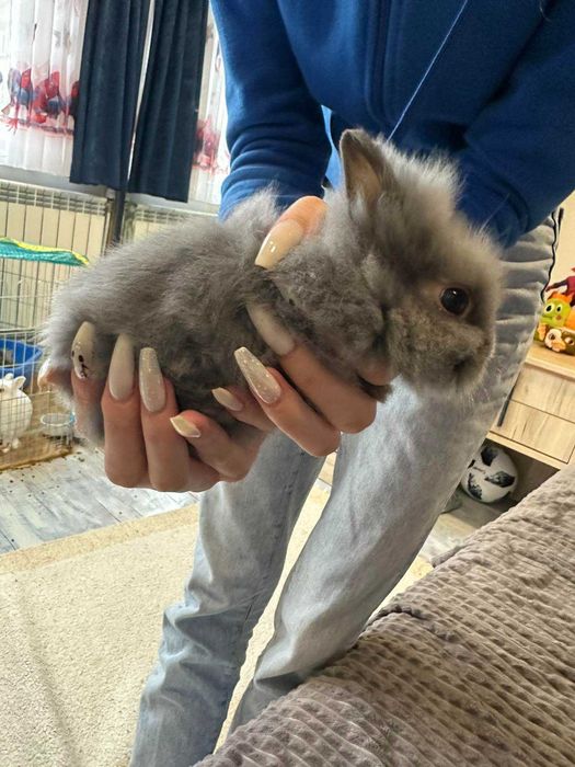 Малки декоративни зайчета