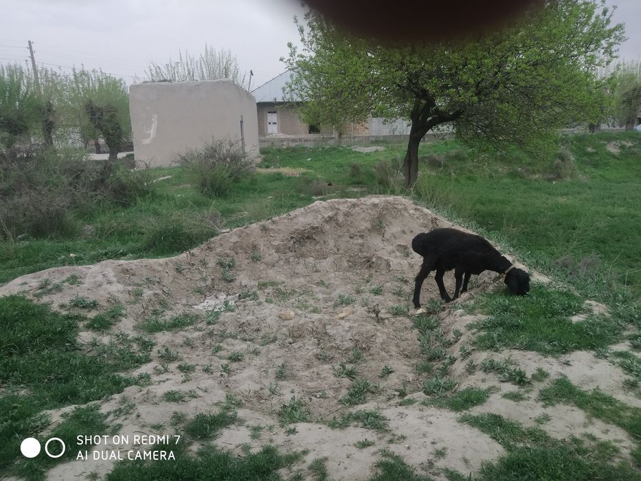 Срочна Учаска сотилади