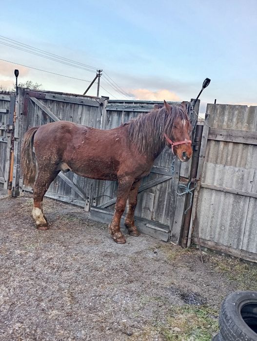 Продам жеребца айгыр