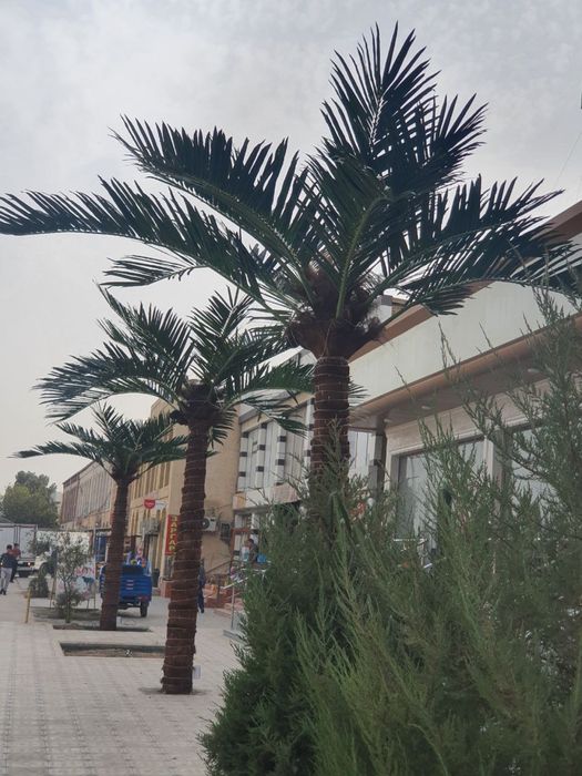 Toshkent | Premium sun’iy palma 3m–8m — tabiiydan farqi yo‘q! -30%