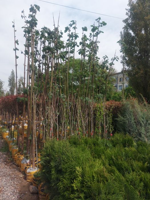 pesarda palma  atirgul shtampa.qiligan