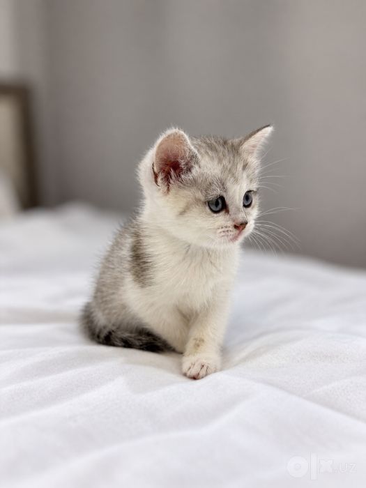 Продаётся милая и ласковая кошечка