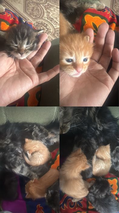 Оддам катенок  пять есть девушки мальчики