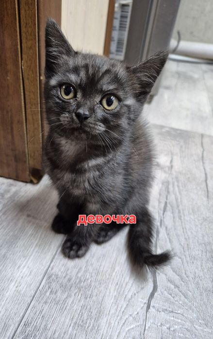 Отдам котят  в добрые руки