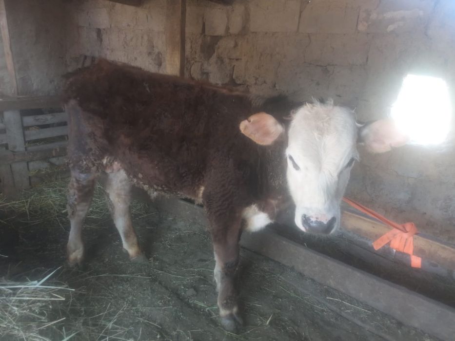 Бұқалар  сатылады