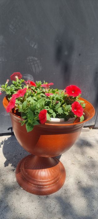 Продам  ампельные петуньи