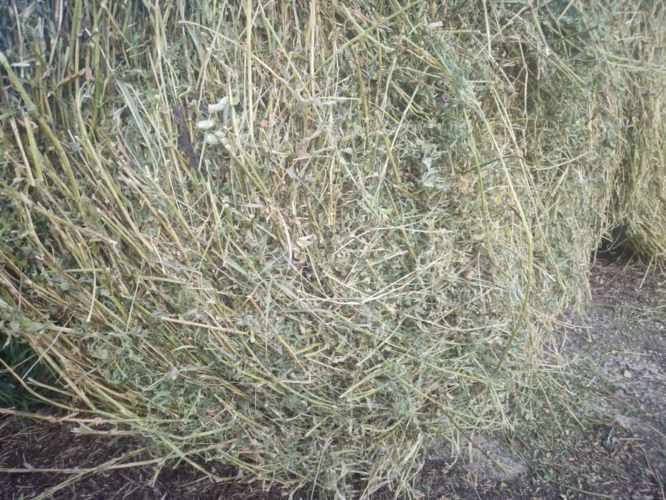 Baloti lucerna 120x120