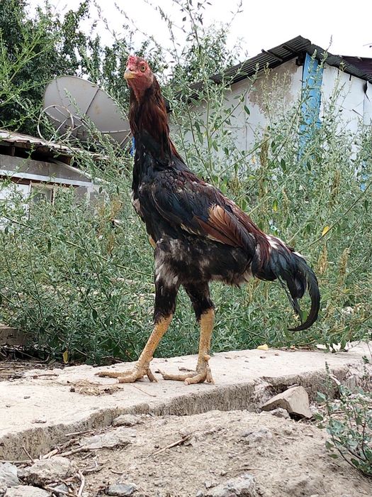 Продам бойцовский петух и кури