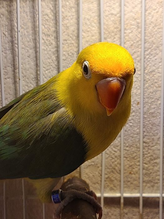 Папугай ,неразлучник 8 мес