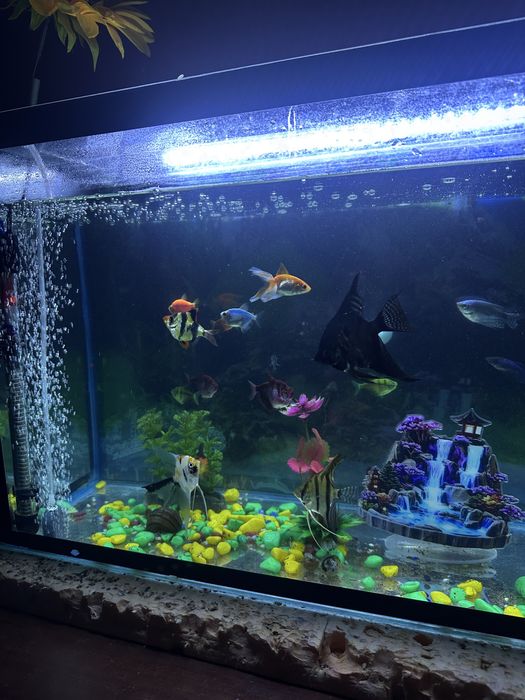 Аквариум балықтарымен бірге сатылады