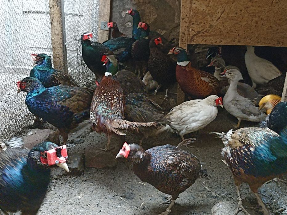Vînd fazani auriu pe roșu , pe galben , diamant , comuni albi , maturi