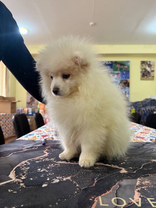 срочно продаю щенка