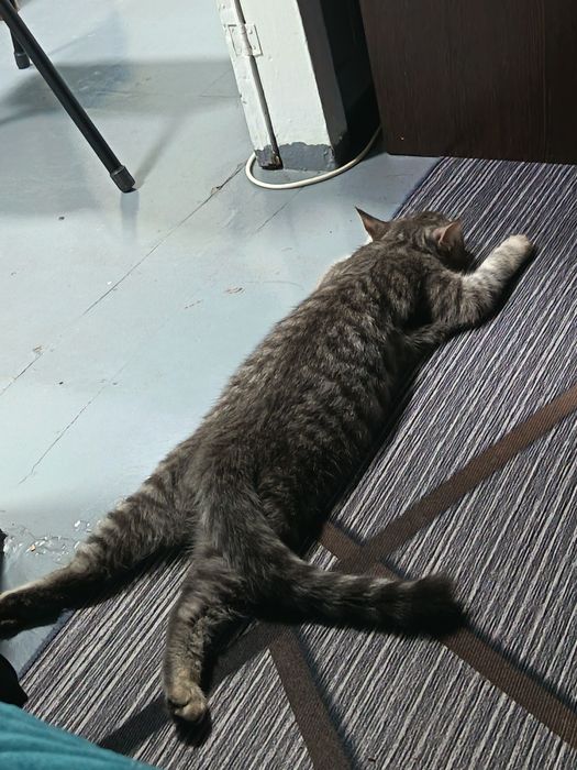 Отдам даром кот и кошка