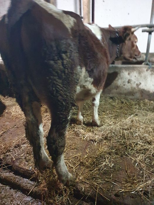 Juncã gestantã de vanzare