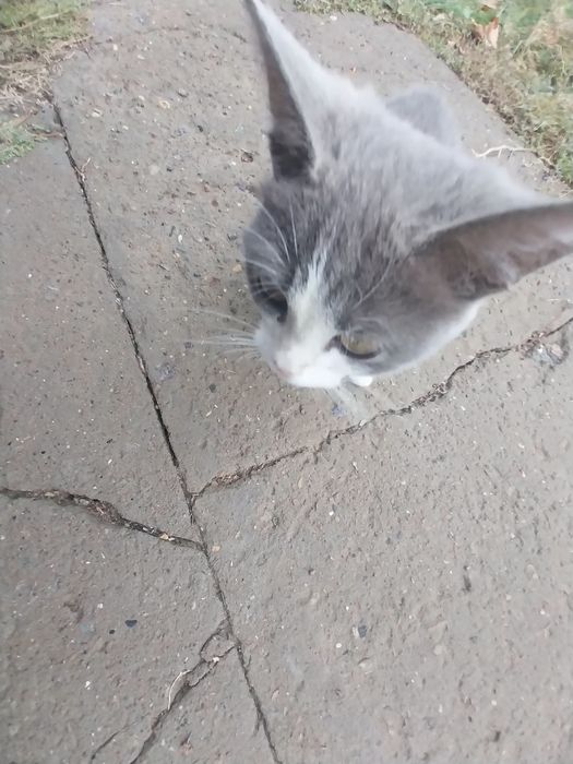 Заберите котят / кот