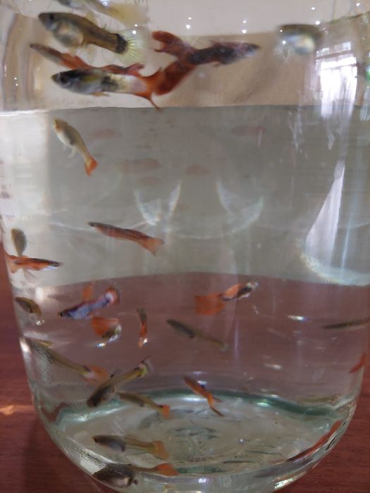 Аквариумные рыбки гуппи