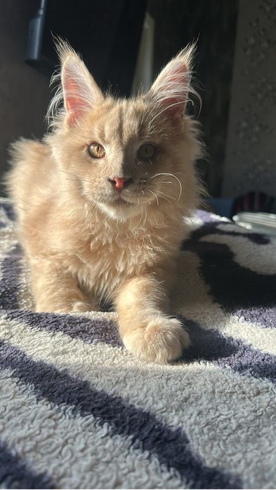 Котенок Мейнкун мальчик!