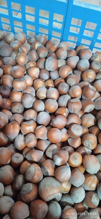 Продавам лешници  черупка и ядка .цена за ядка 20 лева а за черупка 10
