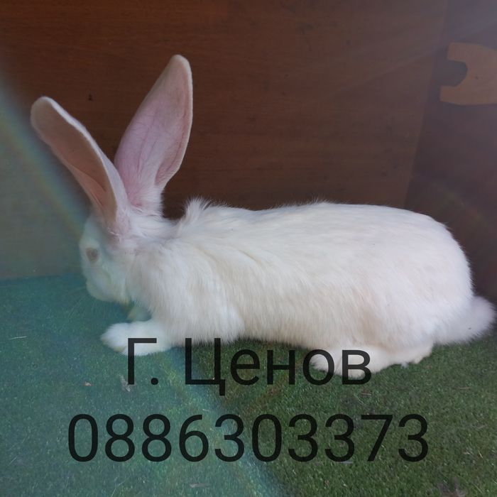 Продавам бели великани